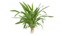 yucca