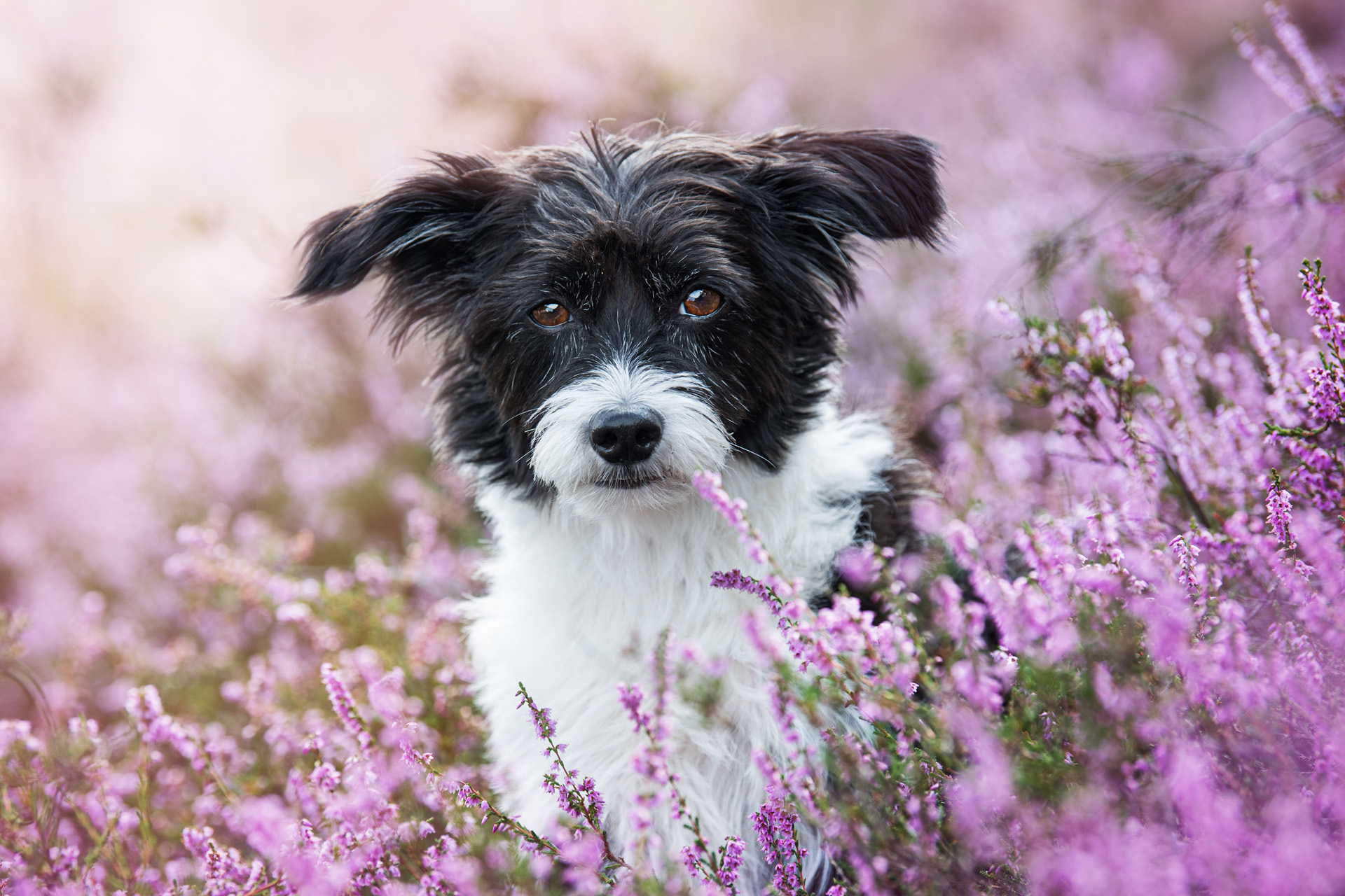 cane tra i fiori
