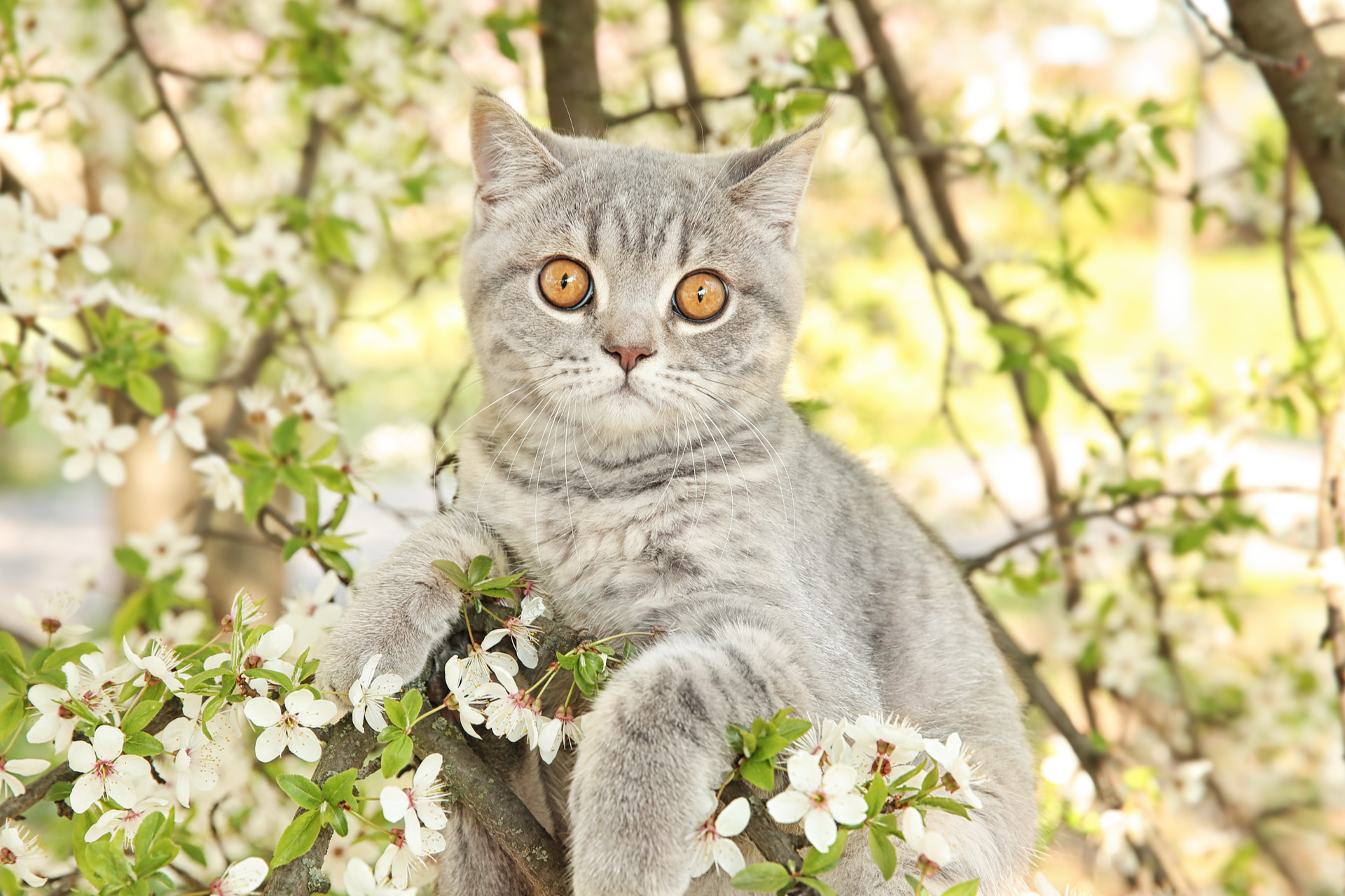 gattino tra i fiori