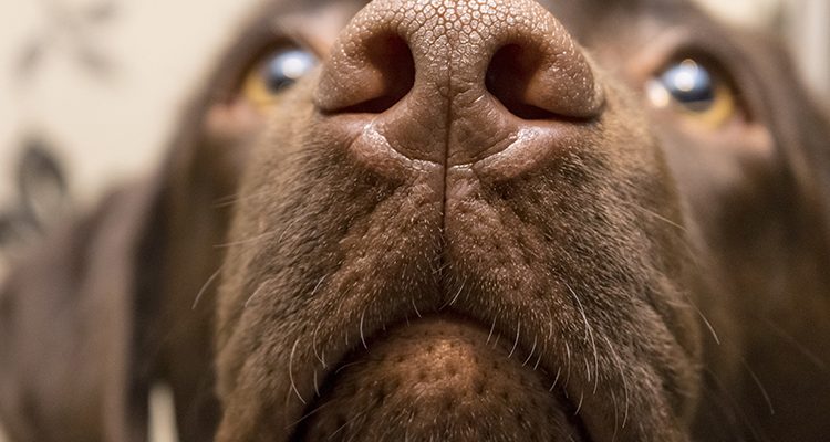Naso del cane che fiuta le malattie