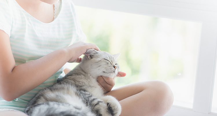 gatto che si fa coccolare