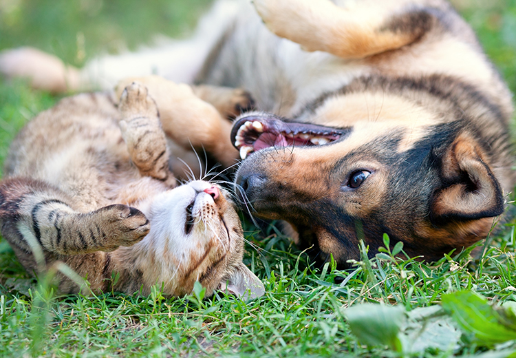 cani e gatti che si godono la bella stagione