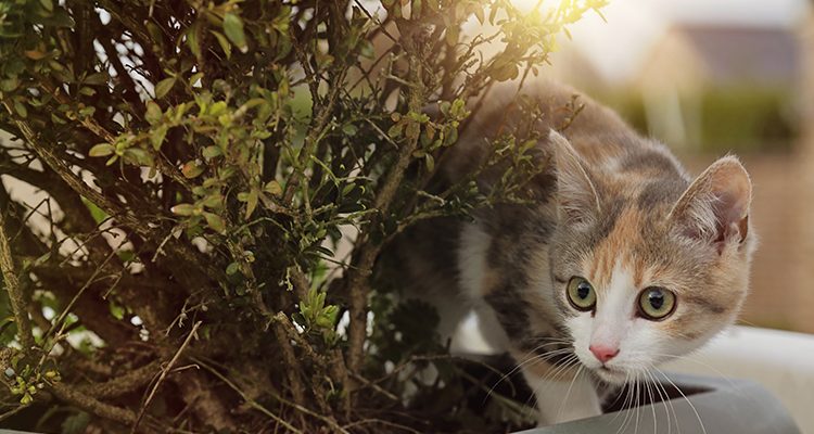 un gattino che esplora il balcone