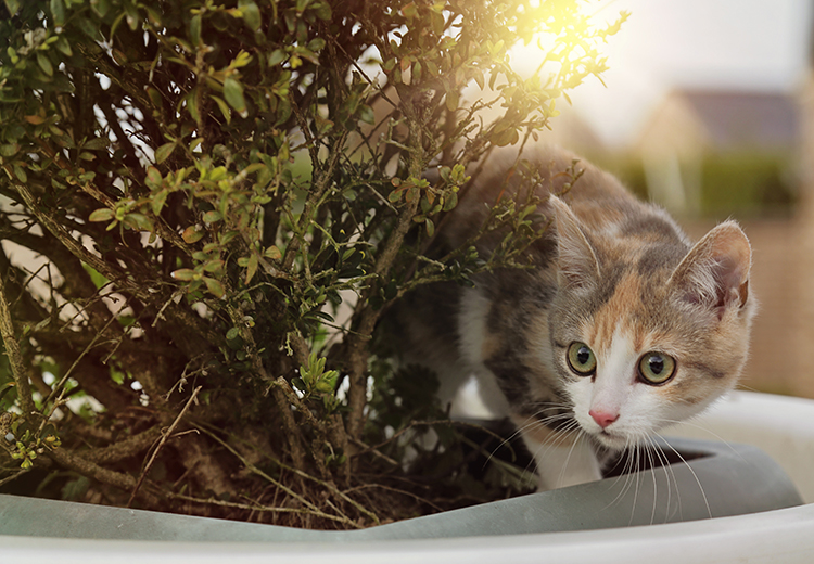 un gattino che esplora il balcone