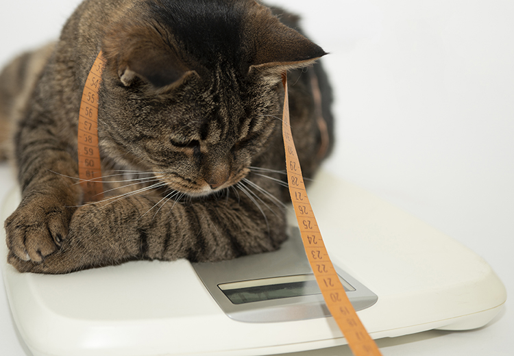 gatto sovrappeso nella bilancia