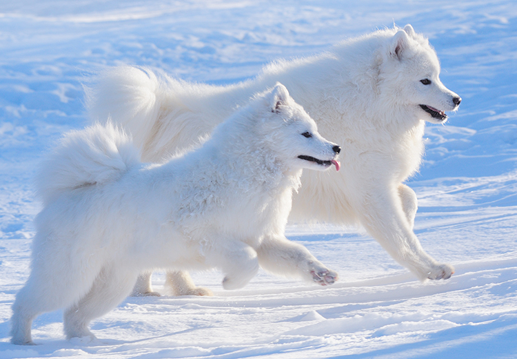 coppia di Samoiedo che corrono sulla neve