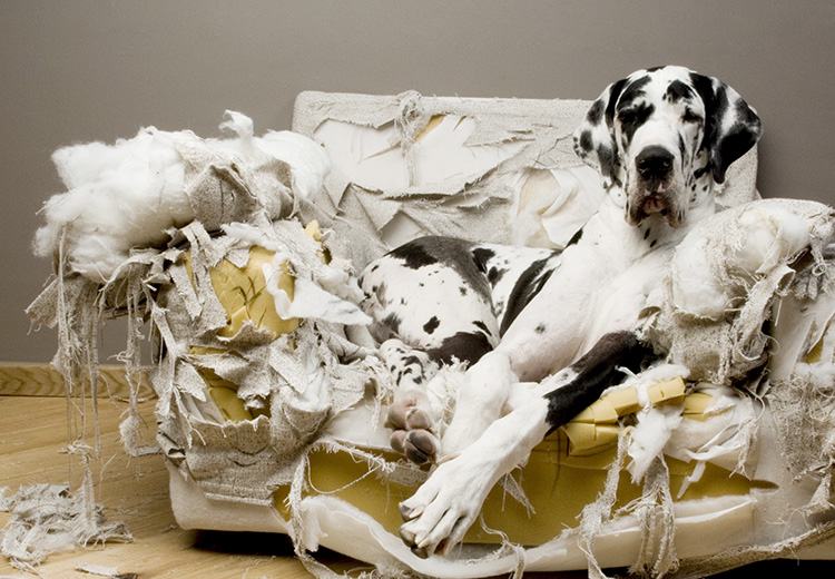 un cane alano beatamente disteso sul divano che ha distrutto