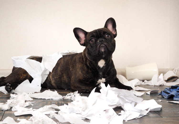 cane che ha distrutto un rotolo di carta igienica