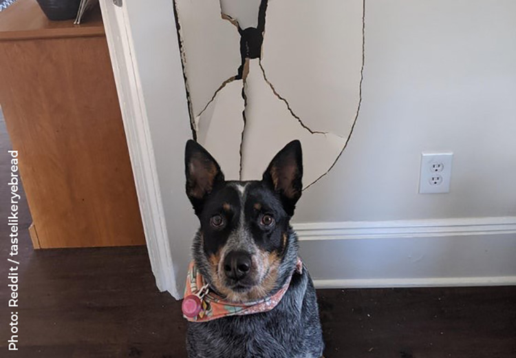 un cane ha rotto il muro di casa