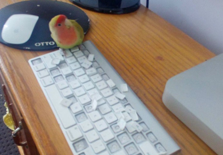 un pappagallo che ha staccato i tasti della tastiera del computer