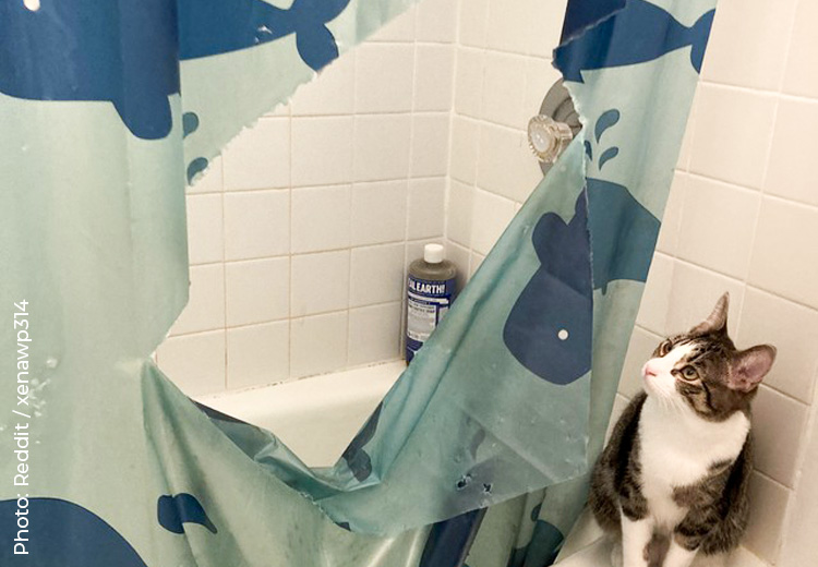 gatto che ha stracciato una tenda da doccia