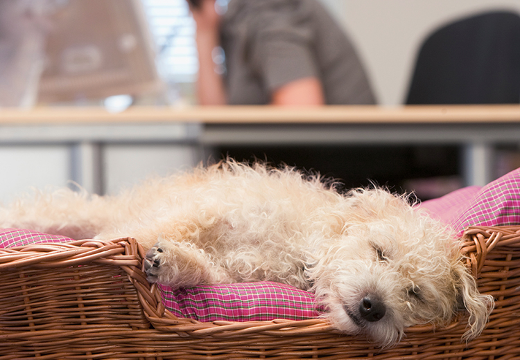 un cane che dorme tranquillo in ufficio mentre la proprietaria lavora