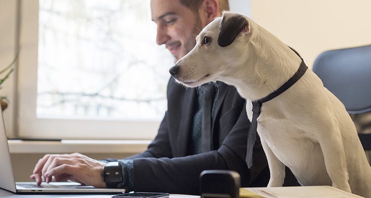 cane in ufficio per la Giornata Mondiale del Cane in Ufficio