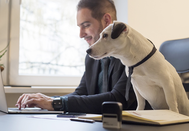 cane in ufficio per la Giornata Mondiale del Cane in Ufficio